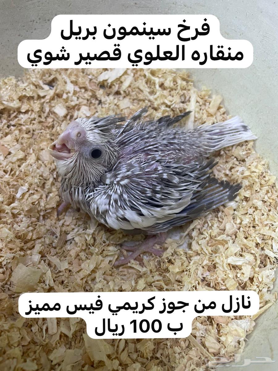 ( تم البيع ) فروخ كوكتيل ( كروان ) جاهزة للغر والتدريب64501921757570112