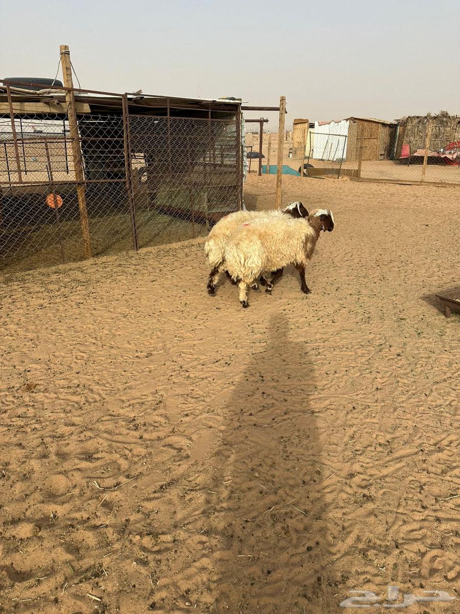 Sheep for sale64498715295747111