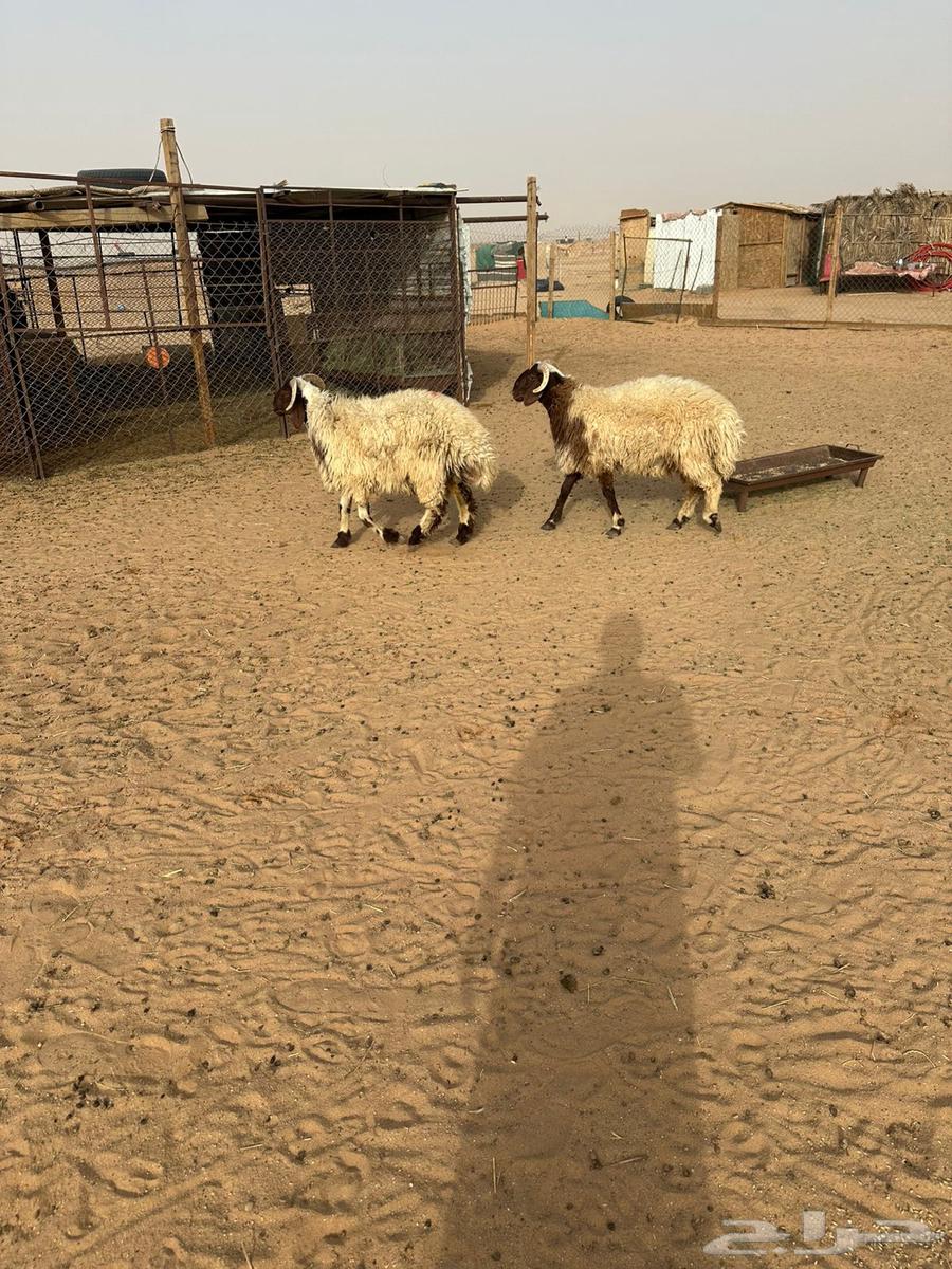 Sheep for sale64498715295747114