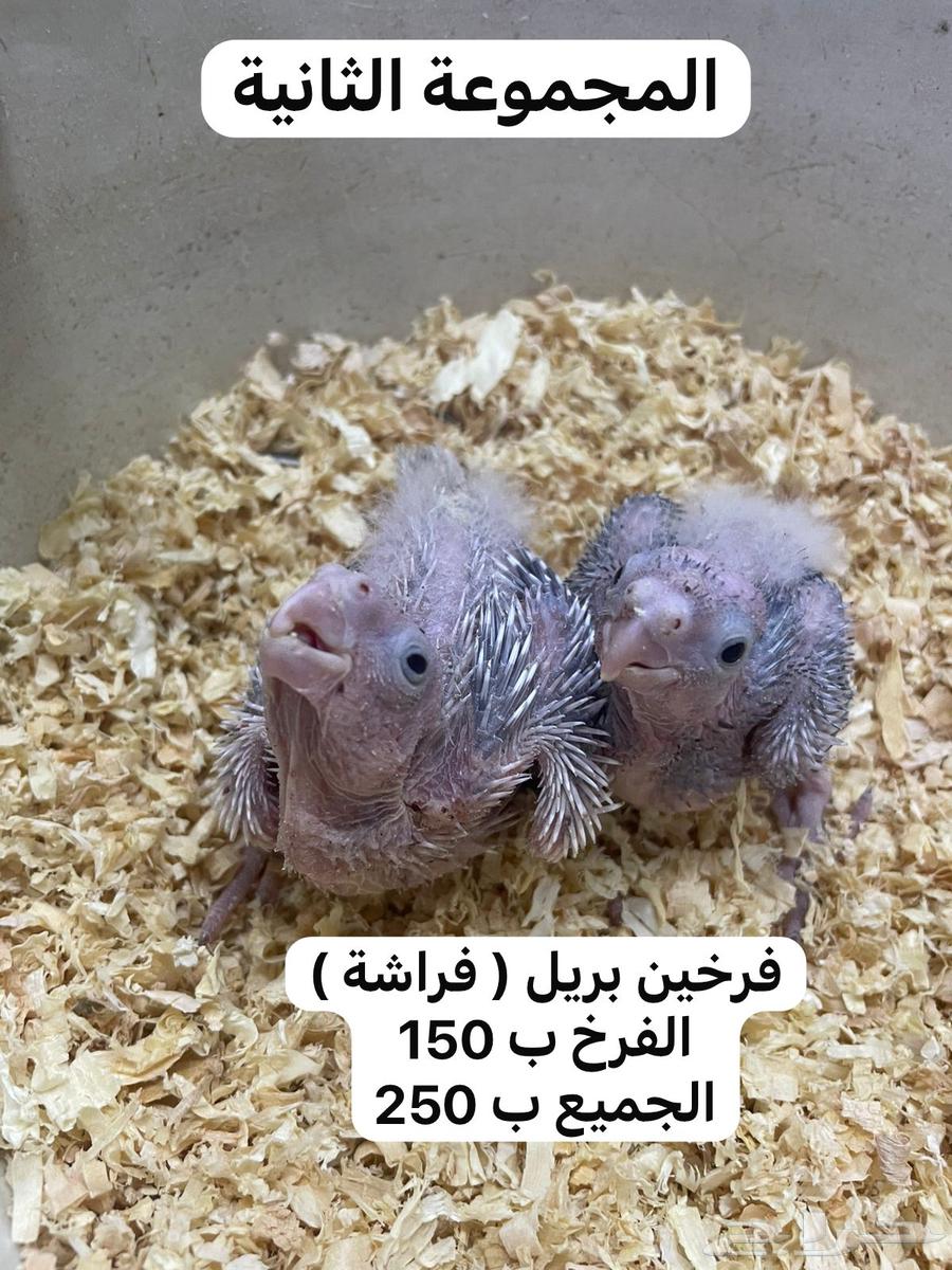 ( تم البيع ) فروخ كوكتيل ( كروان ) جاهزة للغر والتدريب64501921757570111