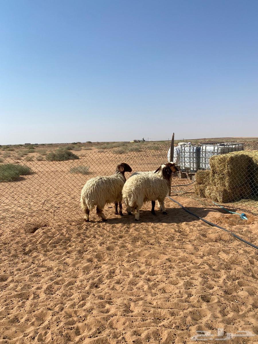 Rukhal Juthat Naaim Tam Albe364497606633347112