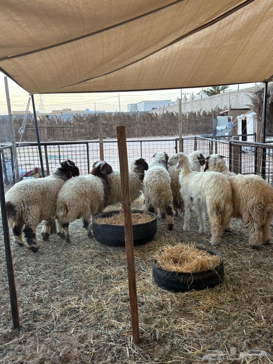 For sale, two Naeem sheep have been sold64501090903043110