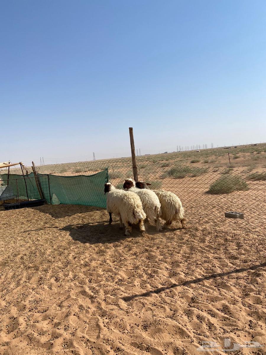 Rukhal Juthat Naaim Tam Albe364497606633347111