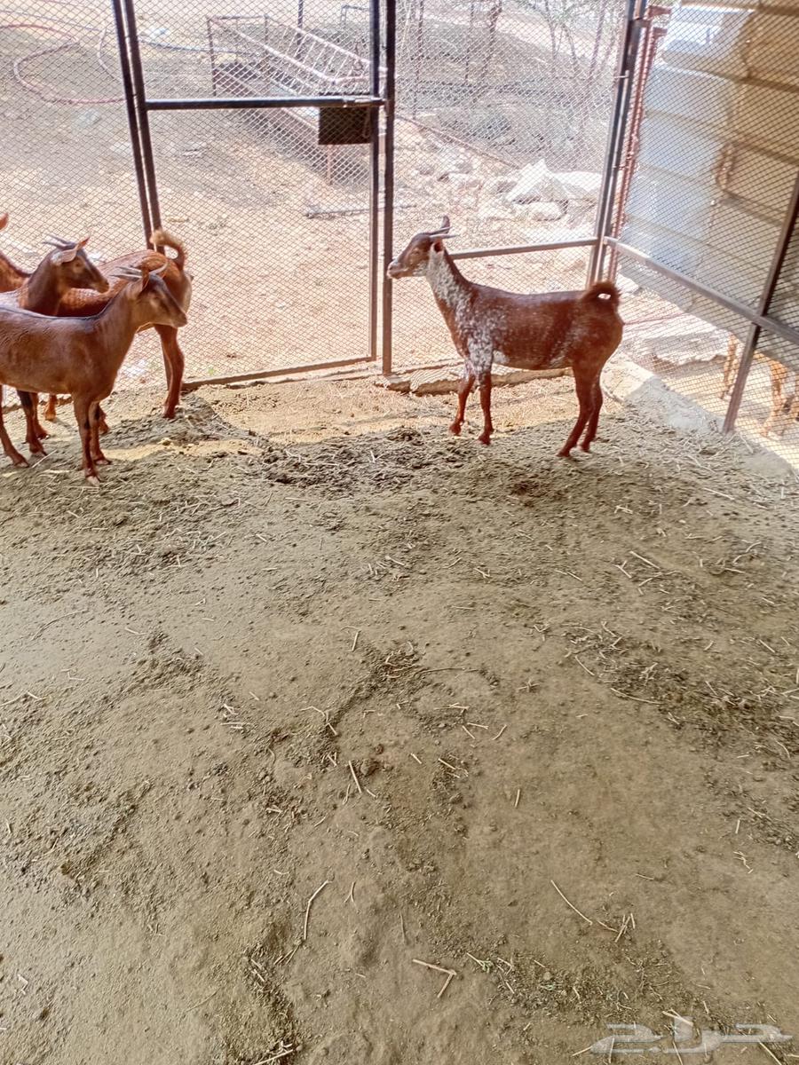 جفار محايليه للبيع64497207199619111