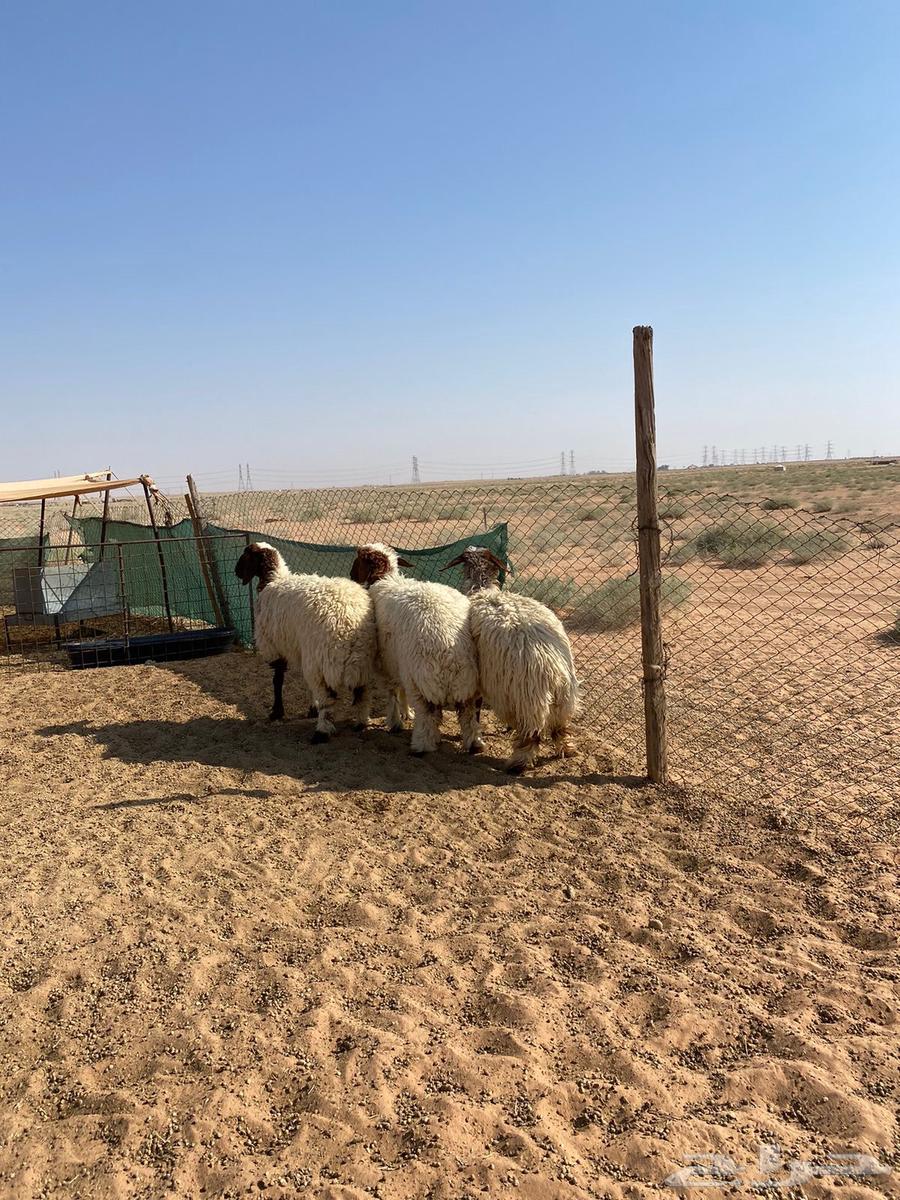 Rukhal Juthat Naaim Tam Albe364497606633347110