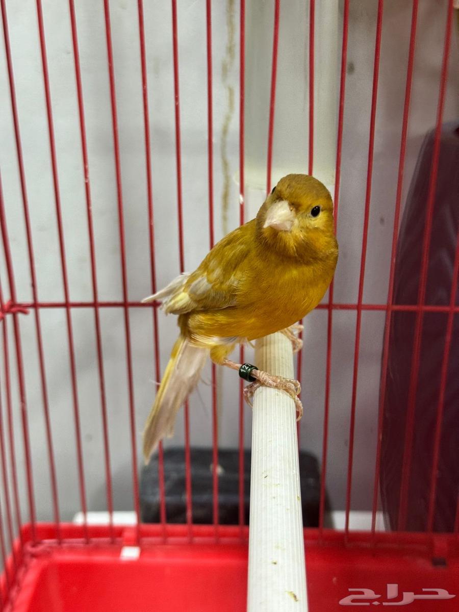 Canary Singing Condition64497662018179111