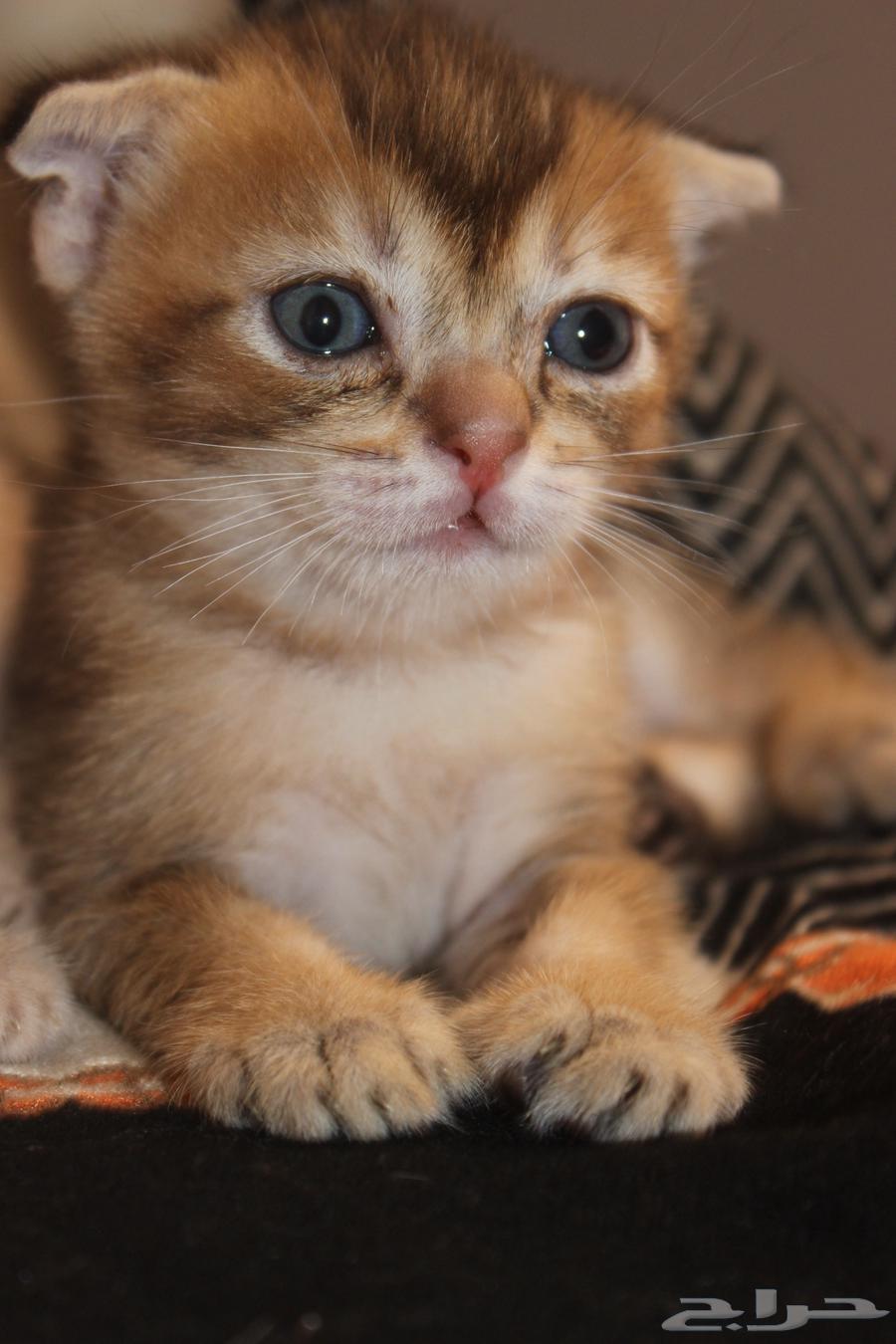 Cats from grandfather imported prices only from 1000_2000 the grandfather's photo is available64497482106626112