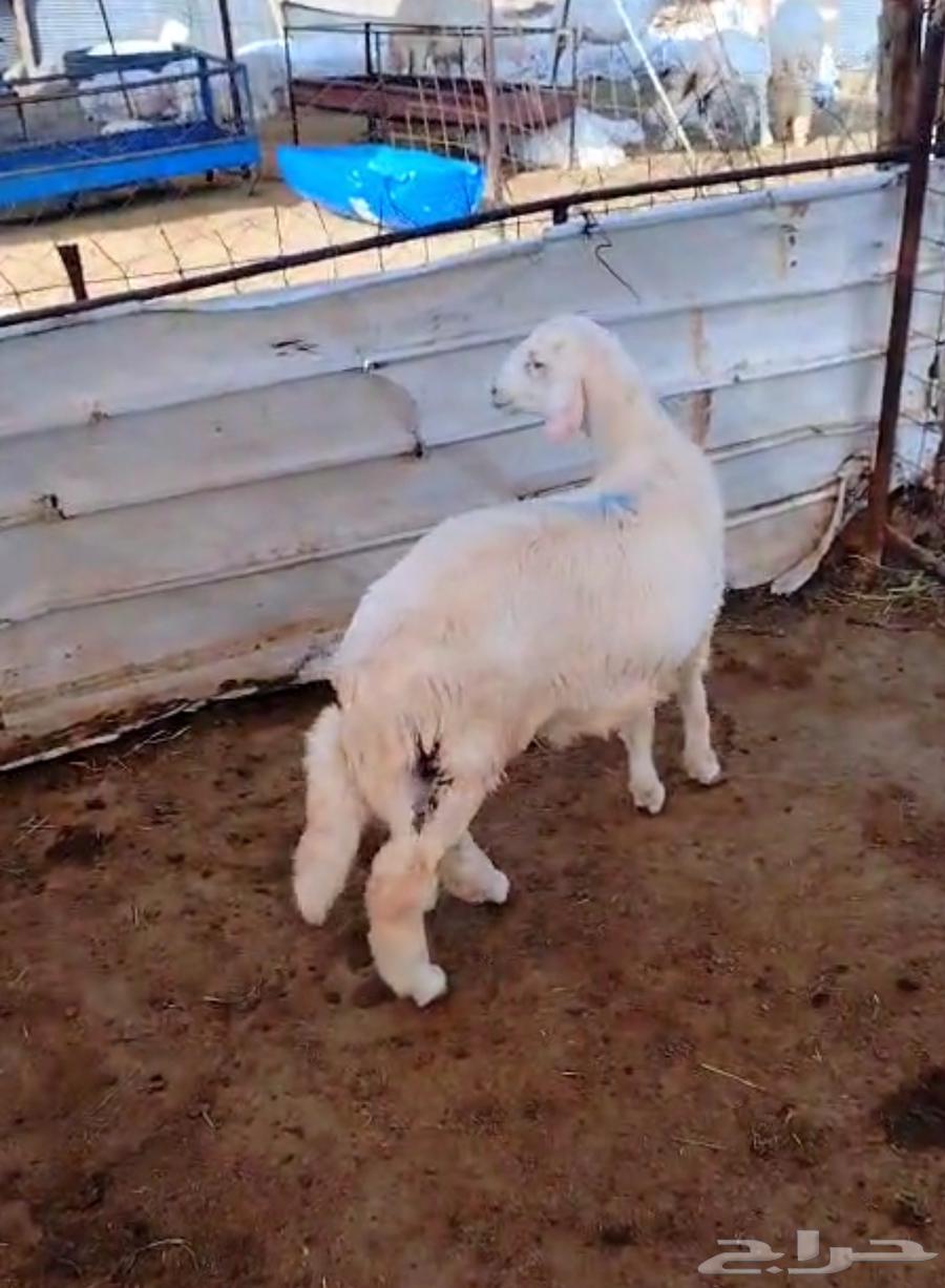 هرفي حري لباني64502803711747111