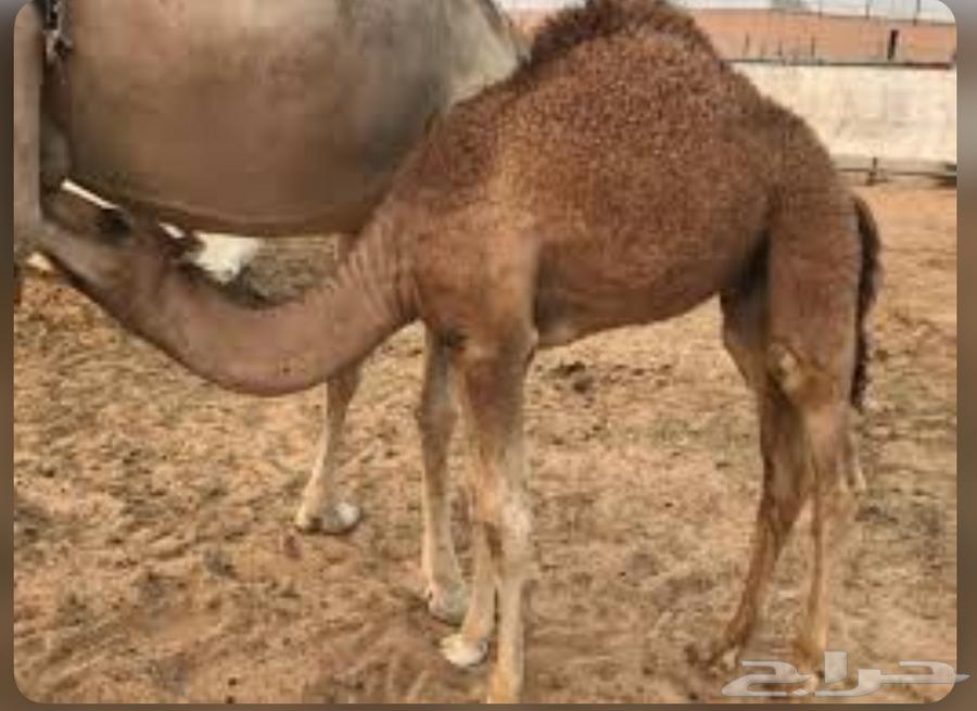 للبيع قعدان حواشي لباني64496681941635113