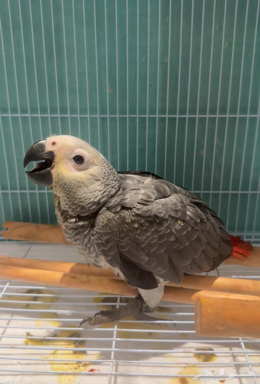 فرخ كاسكو كونقو سوبر جامبو للبيع64501326372097110