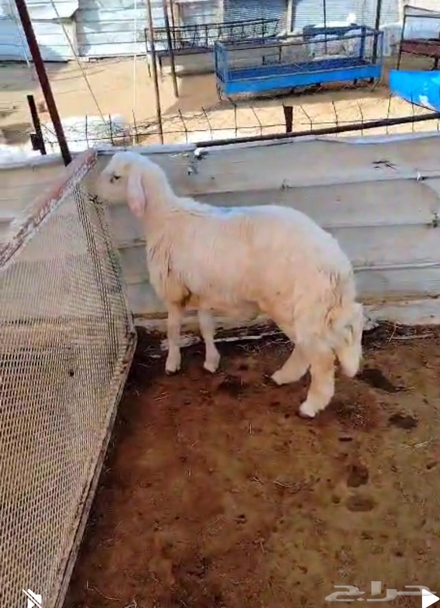 هرفي حري لباني64502803711747113