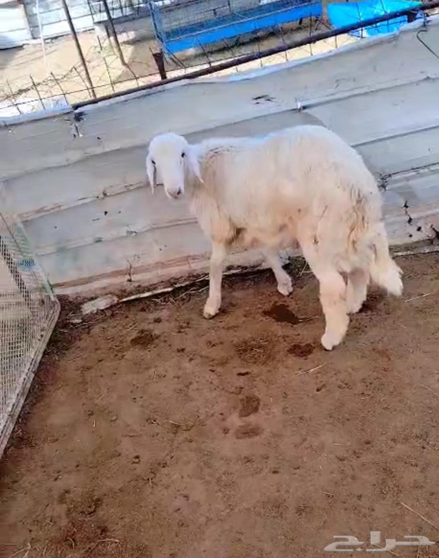 هرفي حري لباني64502803711747112