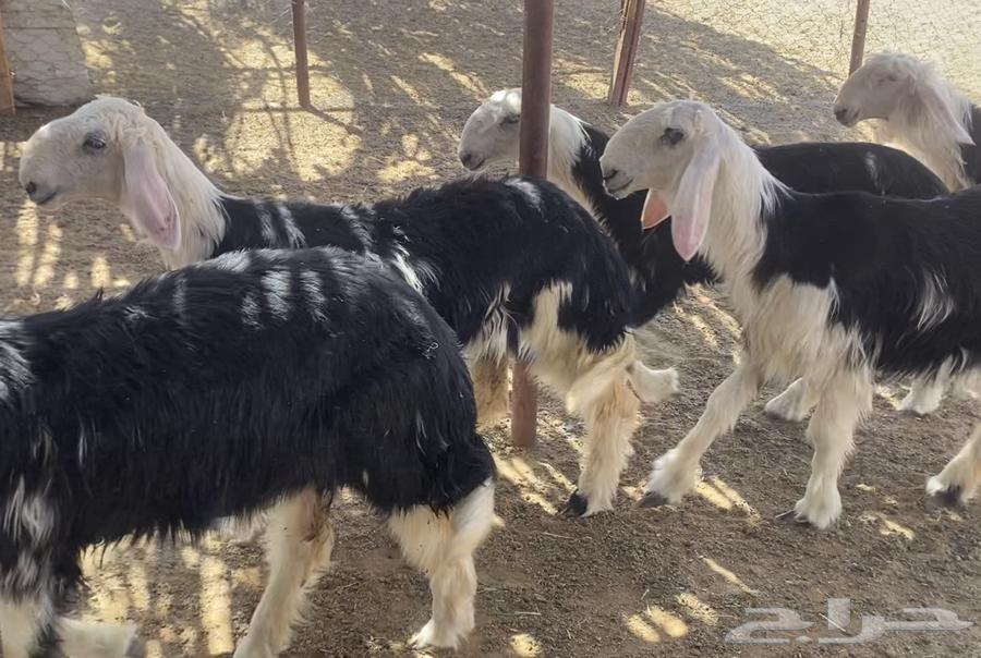 رخال نجد مقاني (( تم البيع ))64499507631617113