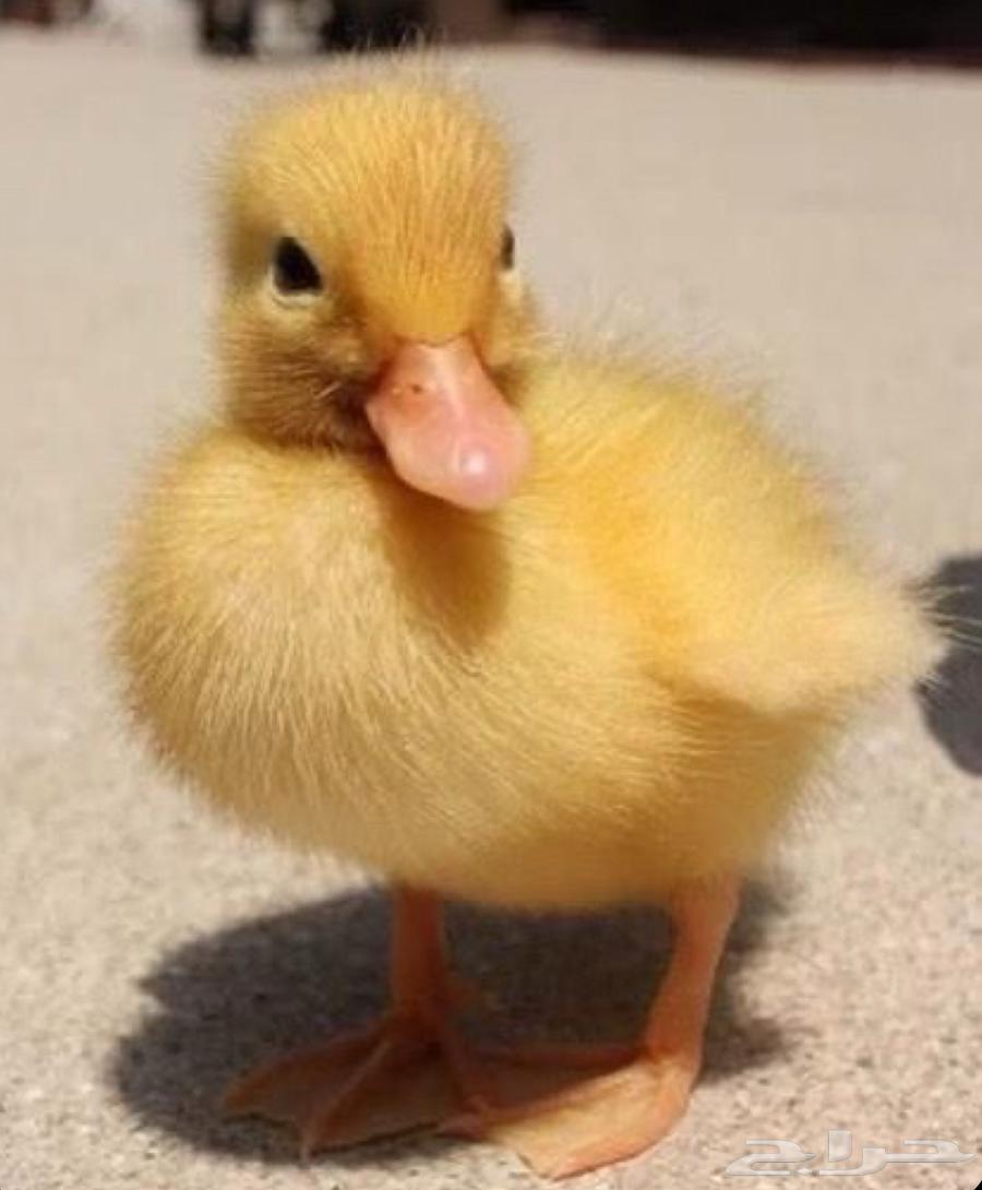 Complete package with accessories64500895575937111