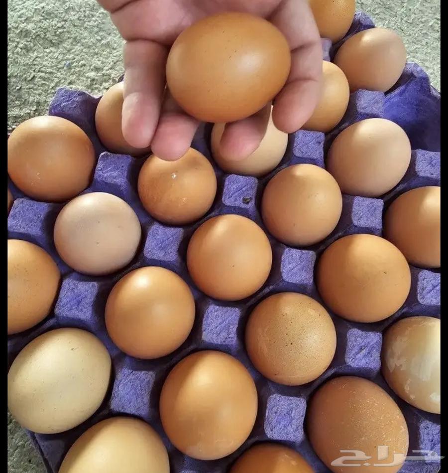 بيض لوهمان الماني مخصب دم صافي مستورد64501091003523112
