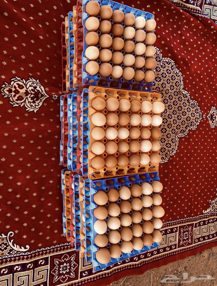 بيض لوهمان الماني مخصب دم صافي مستورد64501091003523110