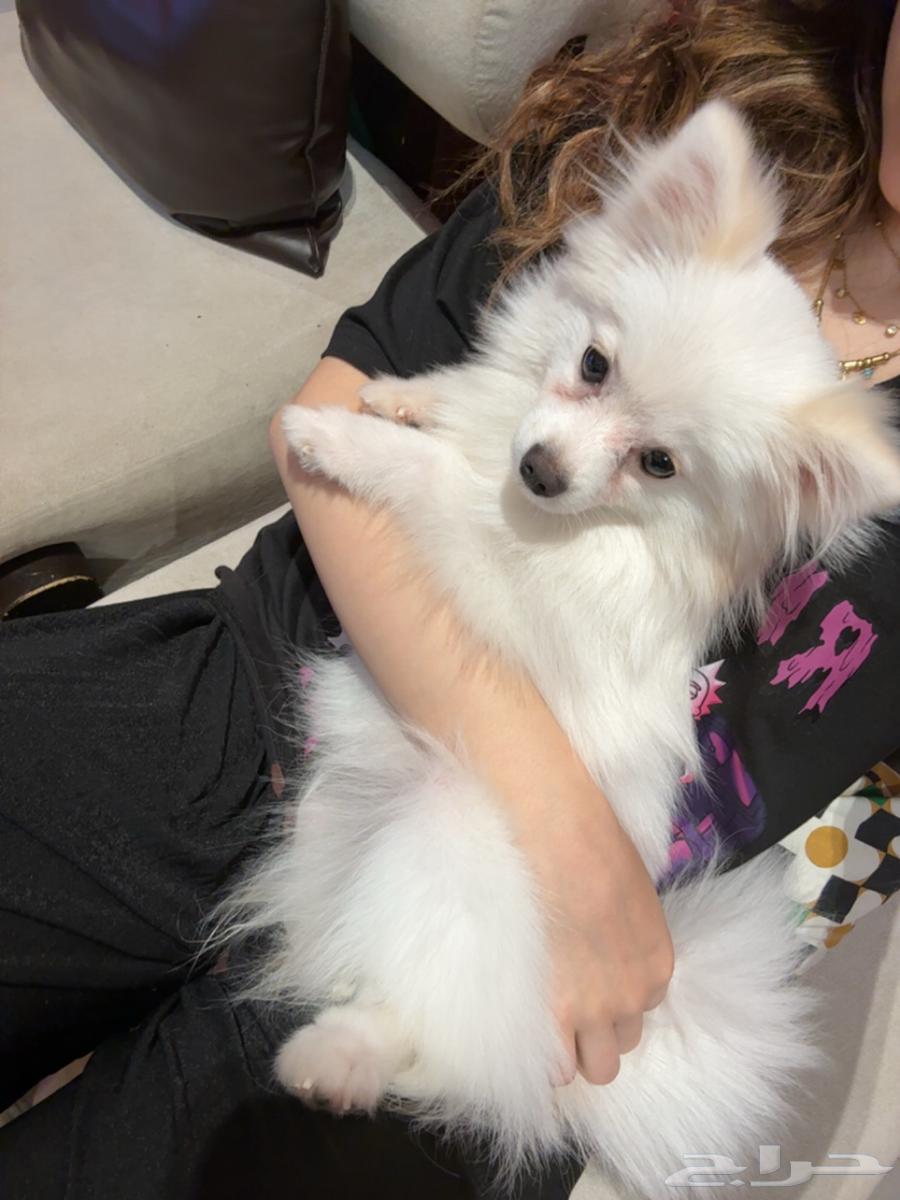 كلبه للبيع64499118032899112