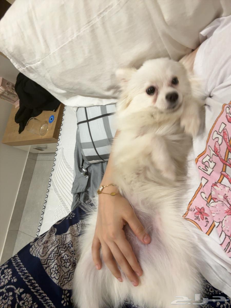 كلبه للبيع64499118032899114