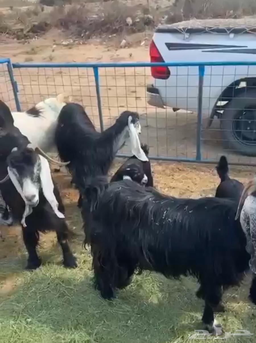 معزا خلفات بعيالها64495091131266110