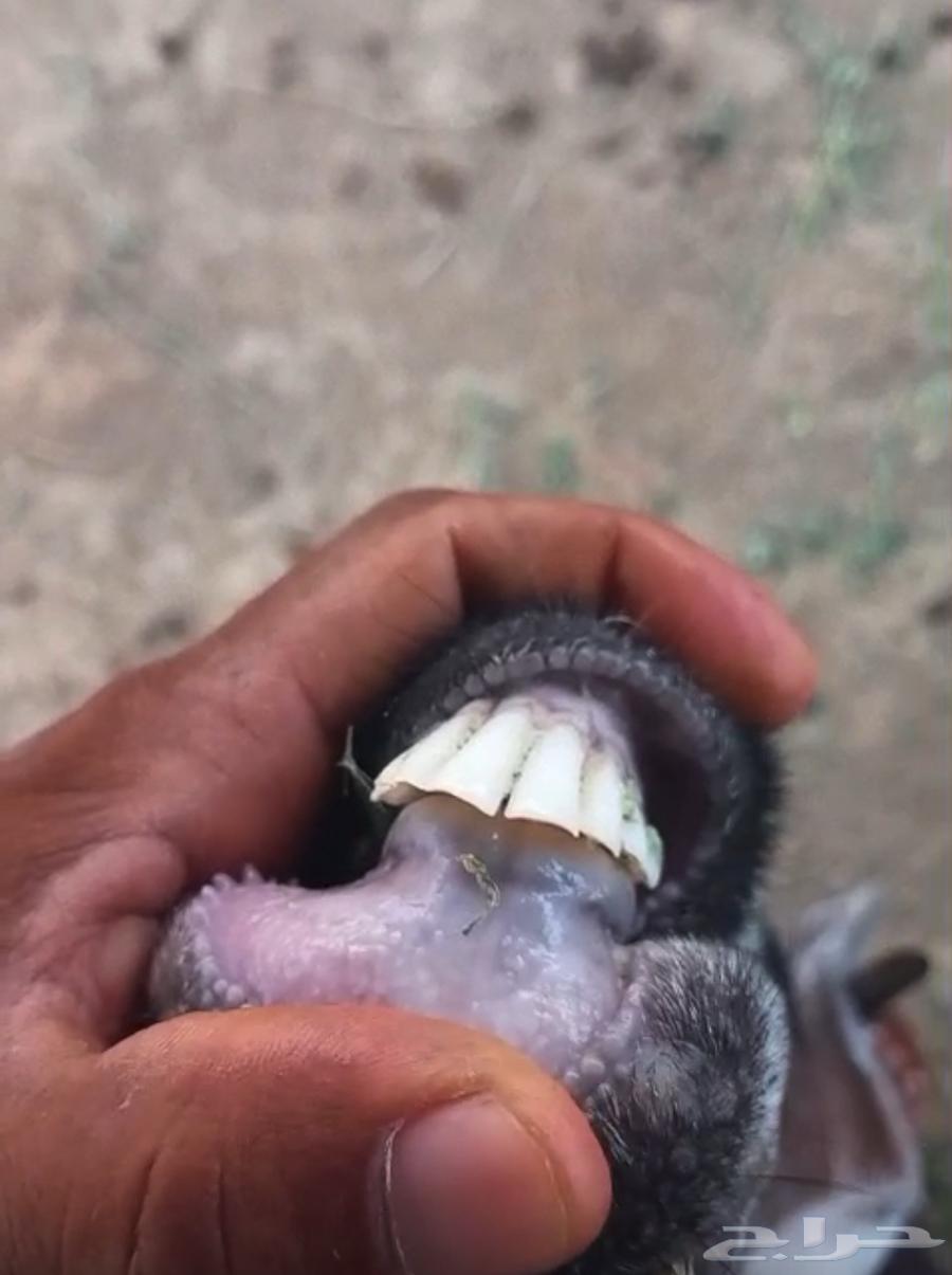 معزا عوارض للبيع تم البيع64496159859074112