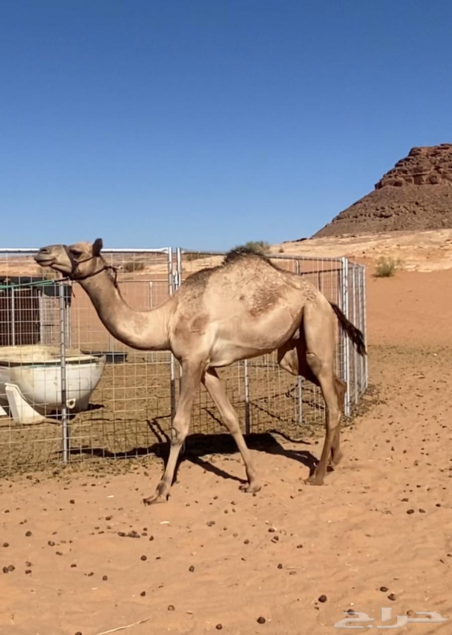 قعود حق للبيع64499311919746110