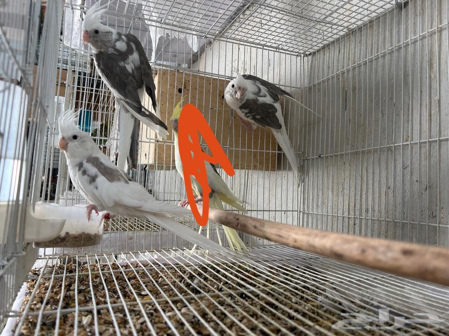 للبيع ذكور كروان64496819970690110