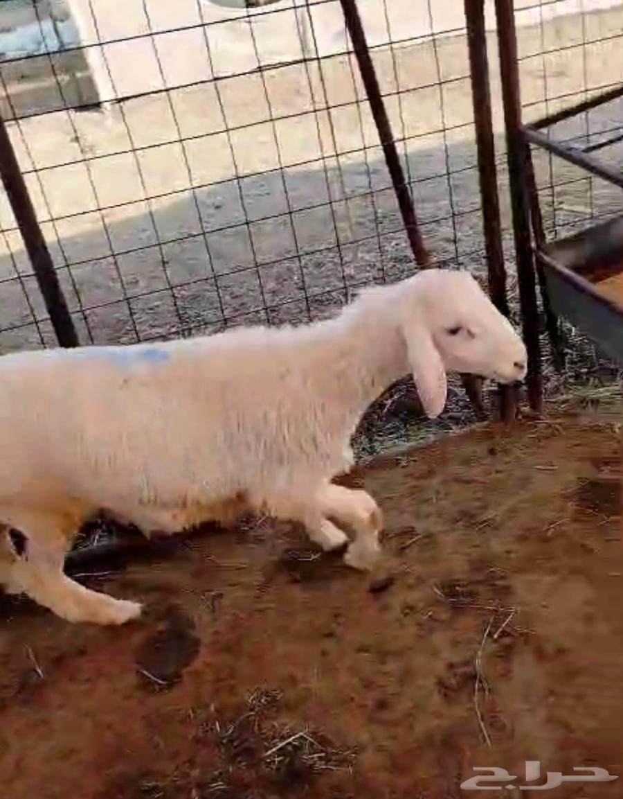 هرفي حري لباني64502803711747114