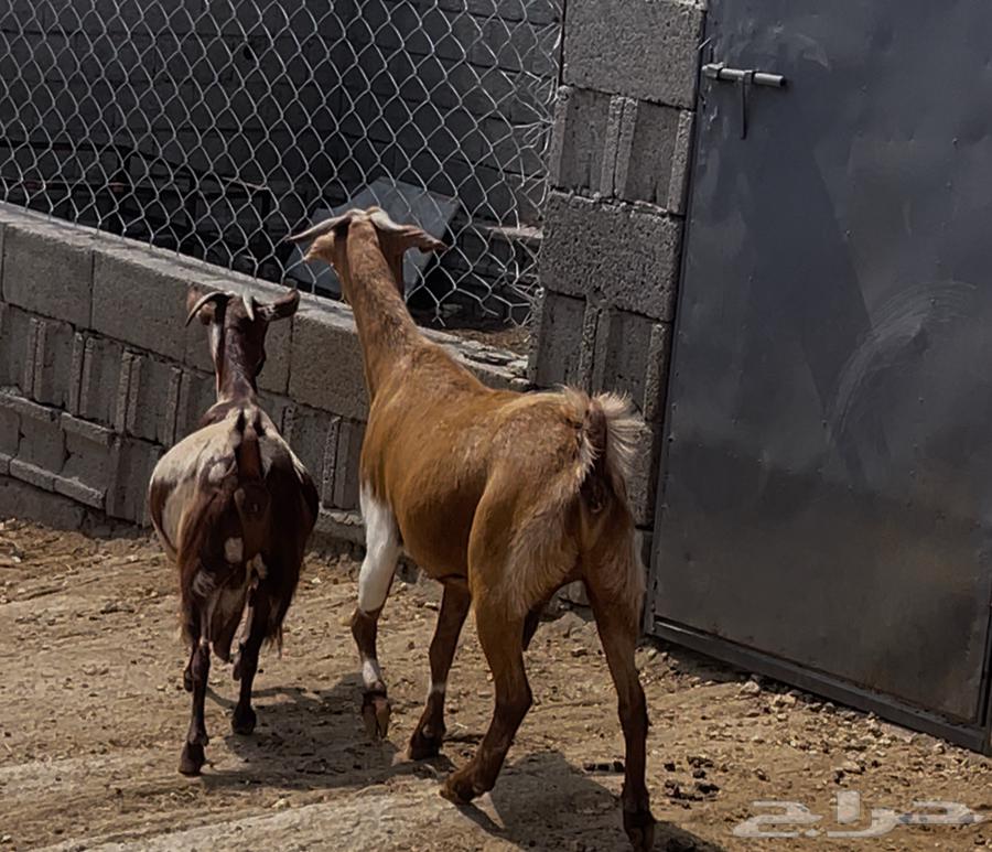 معزا ثنتين للبيع64497013592579110