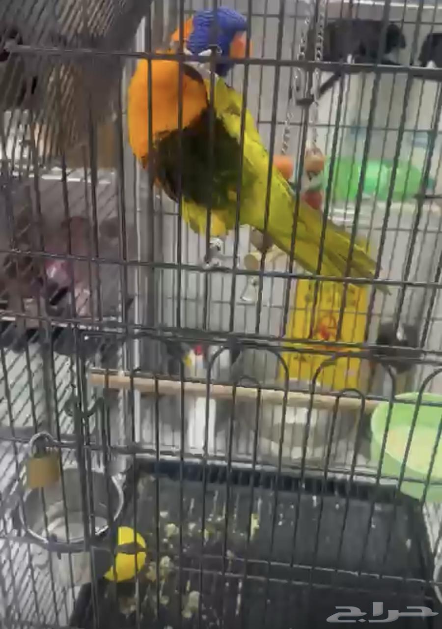 طير لوري للبيع64497440808322110