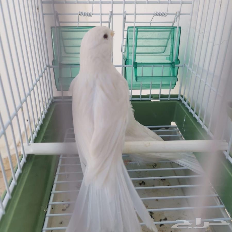 ذكر كناري وايت ستنايت مخفف64496309942401110