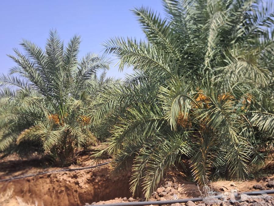 Palm trees with saplings for sale, quantity 10064498812051075112