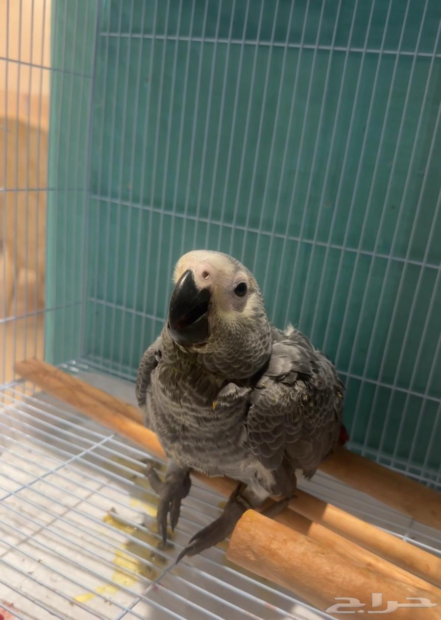 فرخ كاسكو كونقو سوبر جامبو للبيع64501326372097111