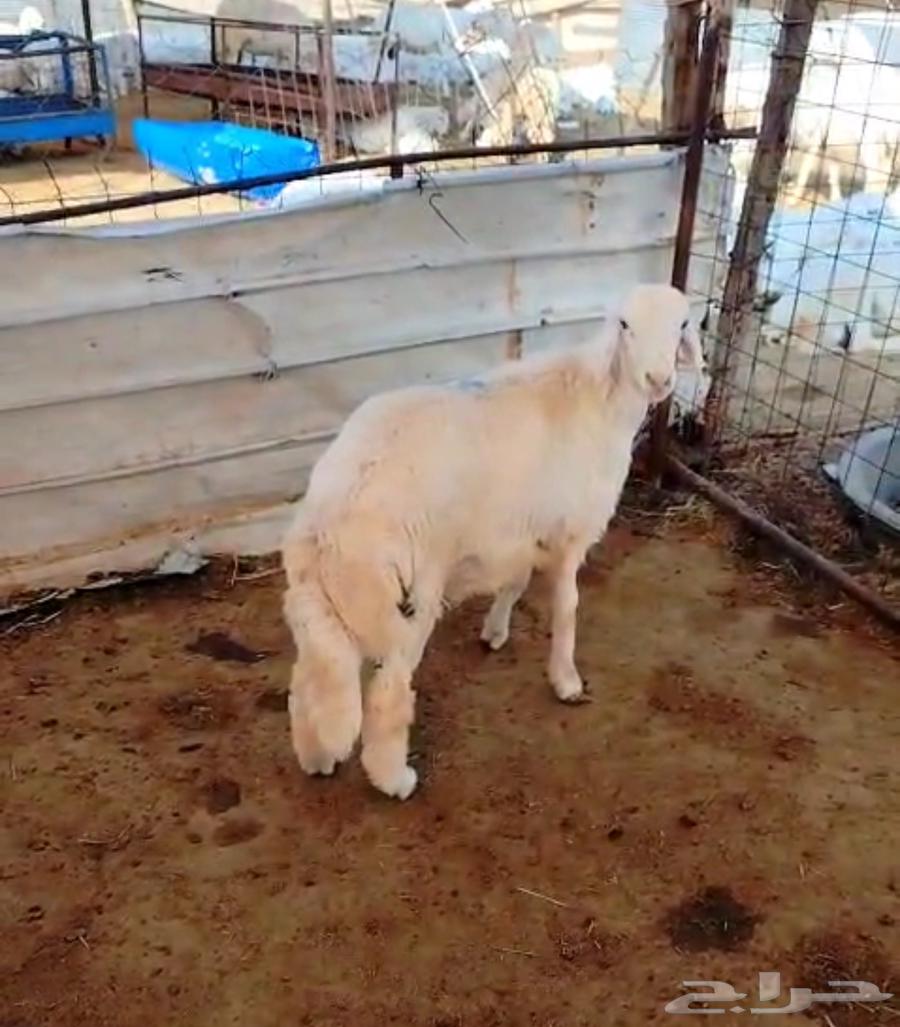 هرفي حري لباني64502803711747110