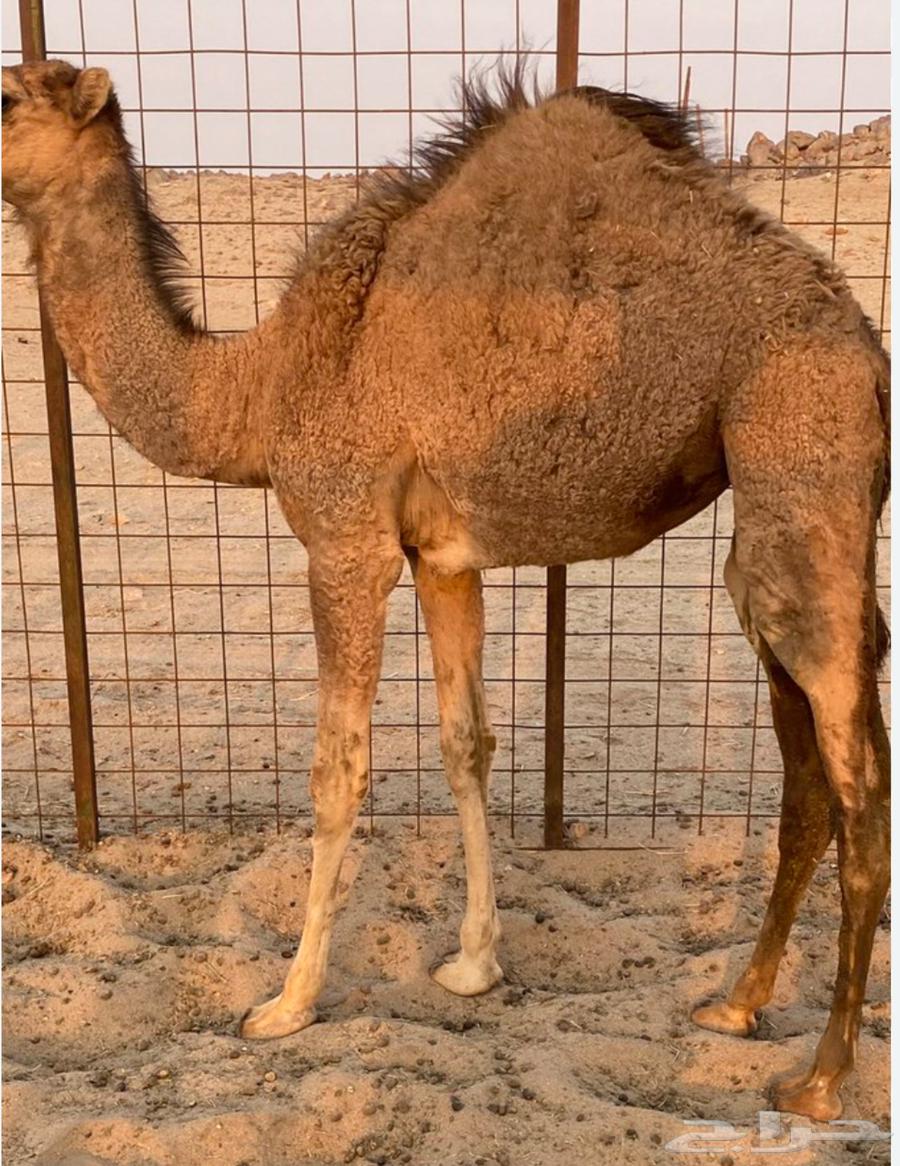 للبيع قعدان حواشي لباني64496681941635114