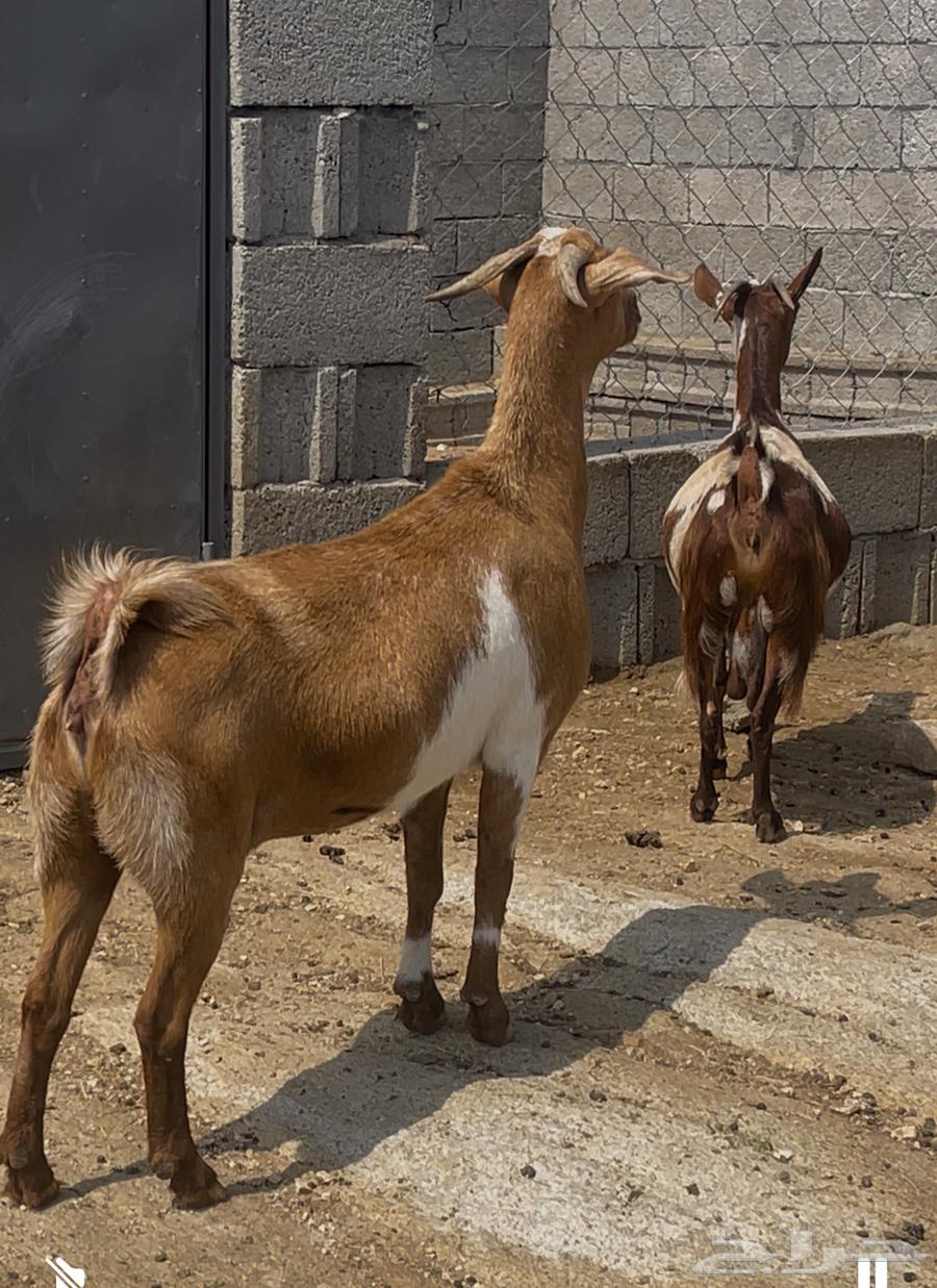 معزا ثنتين للبيع64497013592579111