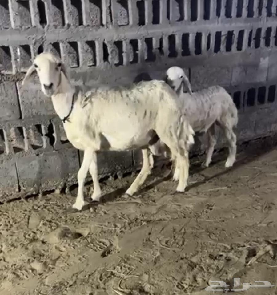 Raghaith Salimah from everything64501524060291111