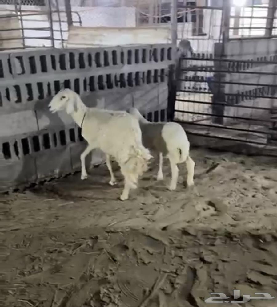 Raghaith Salimah from everything64501524060291110