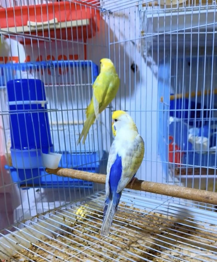 زوج بادجي رينبو منتج64496599265794110