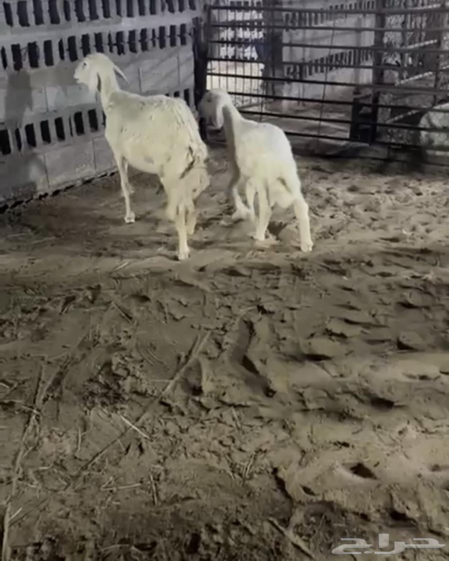 Raghaith Salimah from everything64501524060291112