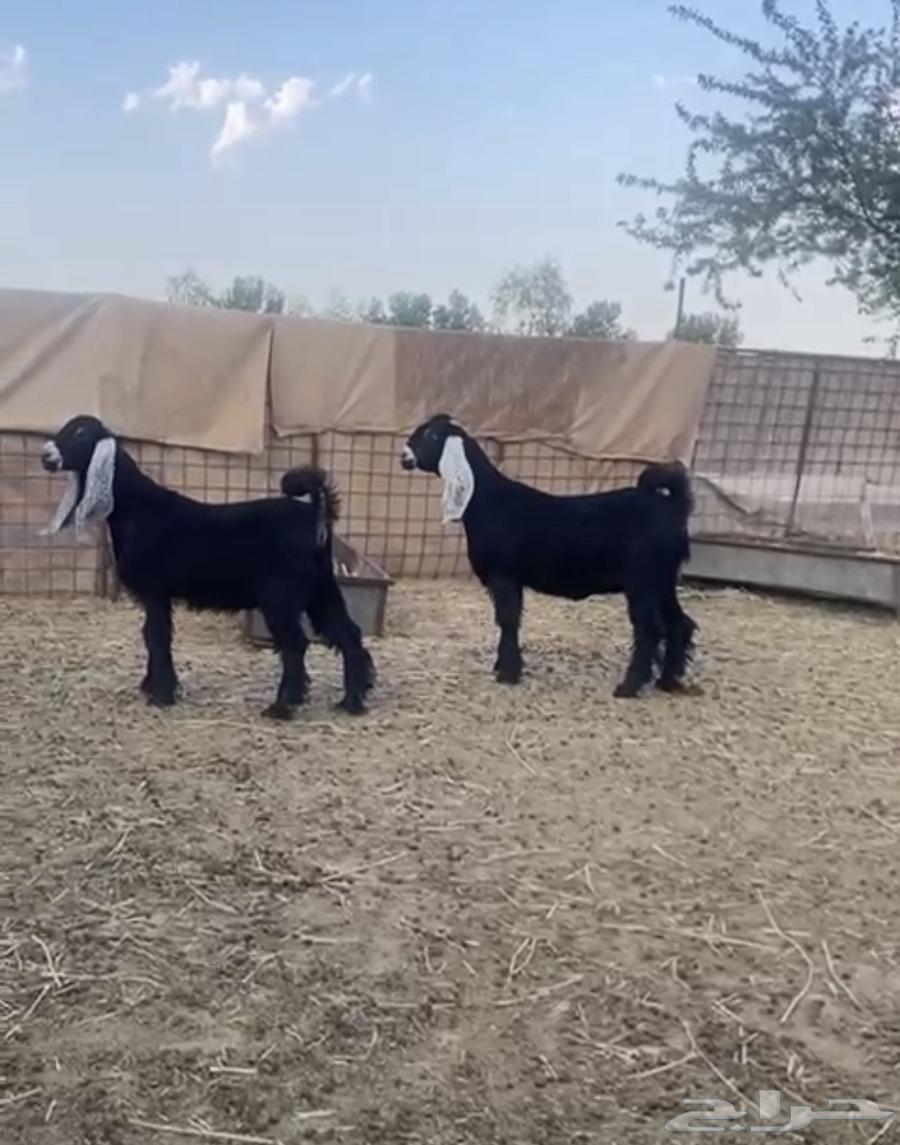 Jafar Awares64499395015810110