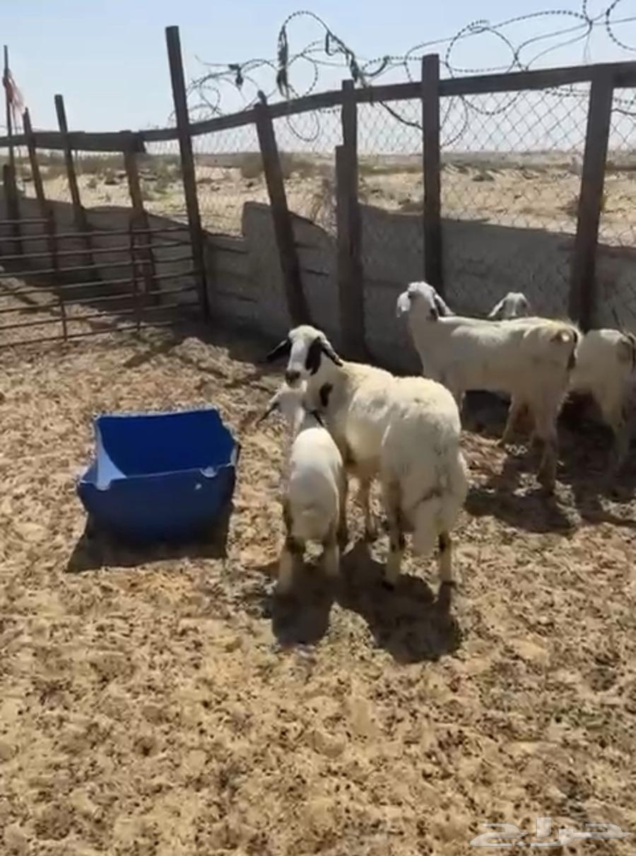 Raghaith Salimah from everything64501524060291113