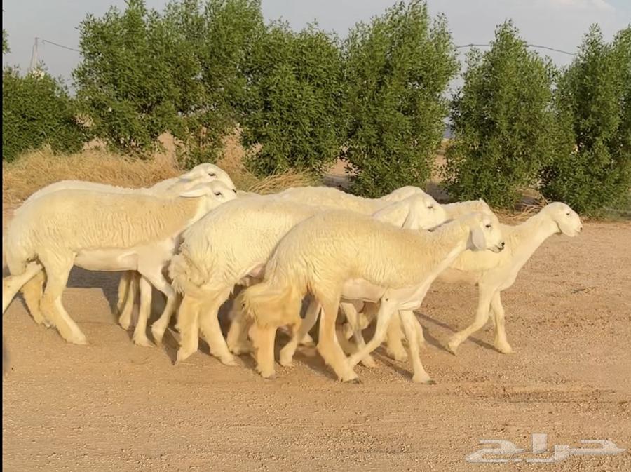 رخال حريات صنف الصنف نوادر 9 بالفحل رخال صنف ((تمم البيعع))64501340276354110