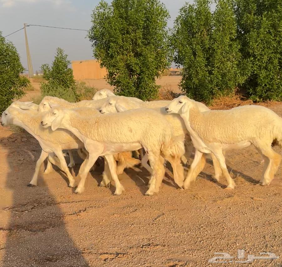 رخال حريات صنف الصنف نوادر 9 بالفحل رخال صنف ((تمم البيعع))64501340276354111