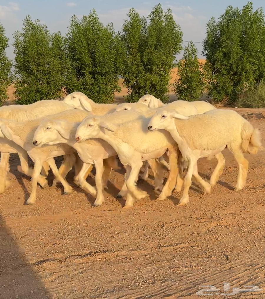 رخال حريات صنف الصنف نوادر 9 بالفحل رخال صنف ((تمم البيعع))64501340276354113