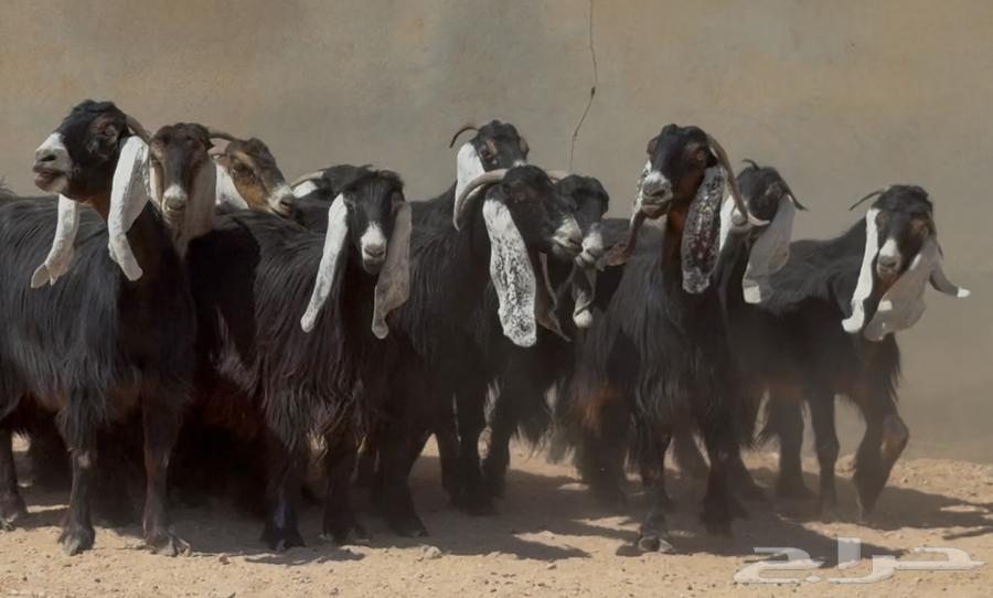 Maeza Awaridh Attar and Rabish Faakhira Issue 1764502584010241111