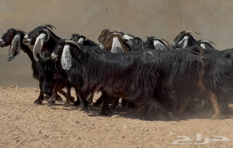 Maeza Awaridh Attar and Rabish Faakhira Issue 1764502584010241113