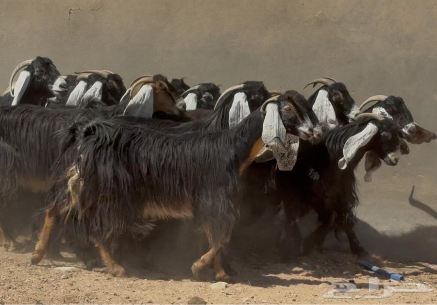 Maeza Awaridh Attar and Rabish Faakhira Issue 1764502584010241112