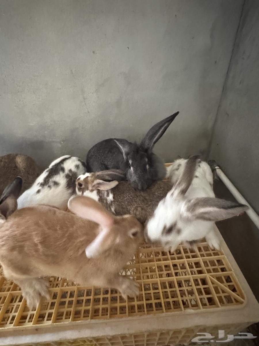 Rabbit does for sale64498145461889110