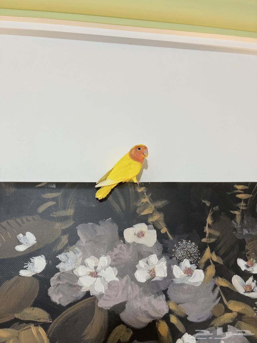 روز أليف هدد مزاجي64501063369602111