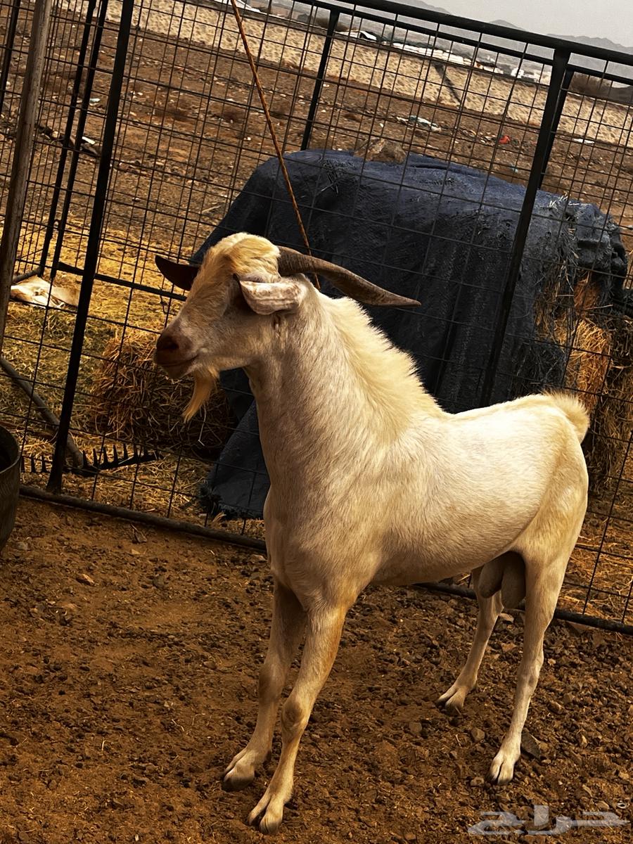 تيس للبيع بيشي64500022326145111